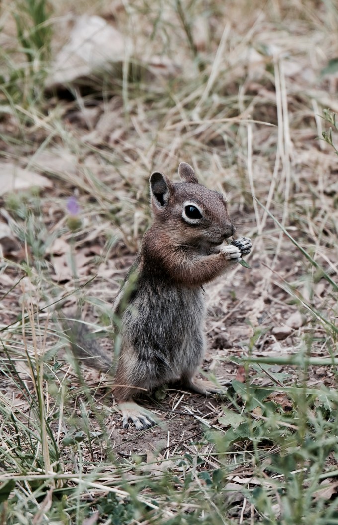 36014646306_32476afcd0_o